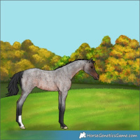 Horse Color:Brown Roan 
