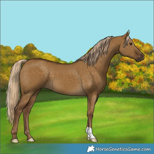Horse Color:Chocolate Palomino Dun 