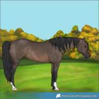 Horse Color:Brown Dun 