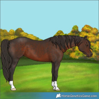 Horse Color:Liver Chestnut 