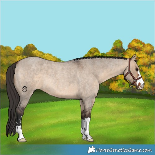 Horse Color:Bay Roan Dun 
