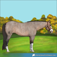 Horse Color:Bay Roan Dun 