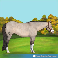 Horse Color:Bay Roan Dun 