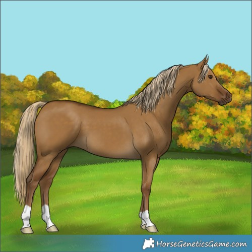 Horse Color:Chocolate Palomino Dun 
