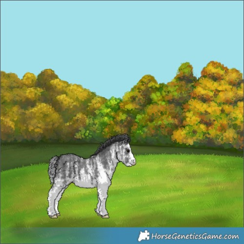 Horse Color:White Spotted Black 