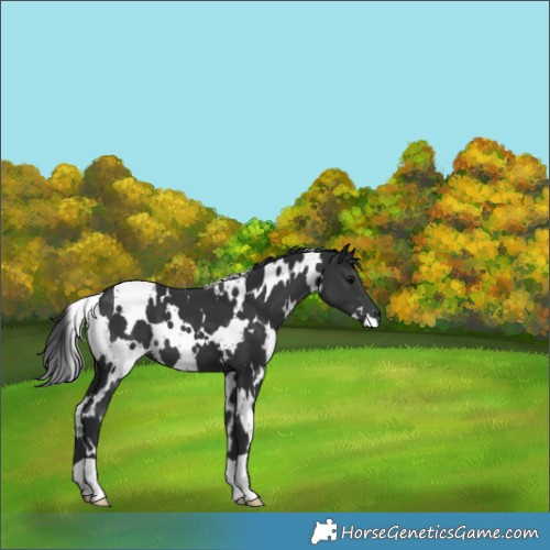 Horse Color:White Spotted Black 