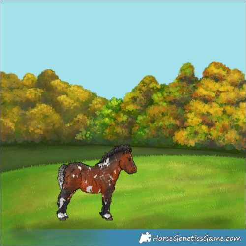 Horse Color:White Spotted Brown 