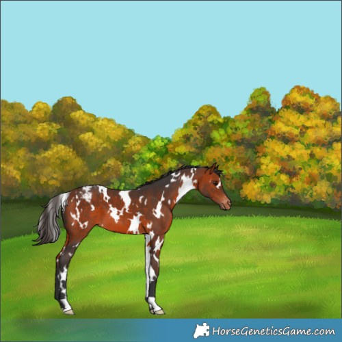 Horse Color:White Spotted Bay Appaloosa 