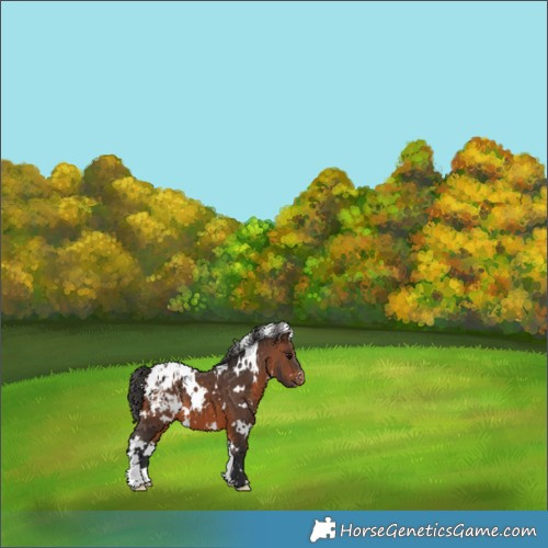 Horse Color:White Spotted Brown Appaloosa 