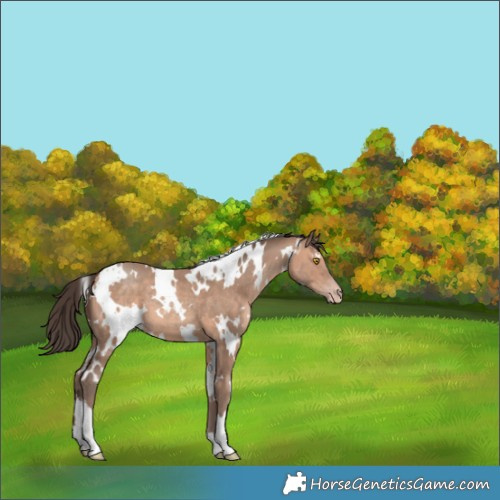 Horse Color:White Spotted Sable Champagne 