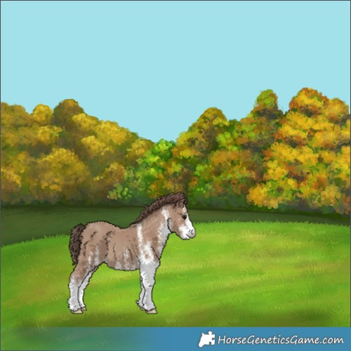 Horse Color:White Spotted Classic Champagne 