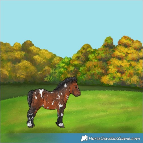 Horse Color:White Spotted Brown 