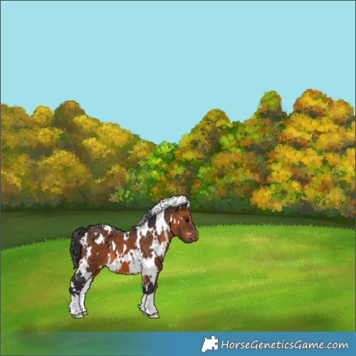 Horse Color:White Spotted Brown 
