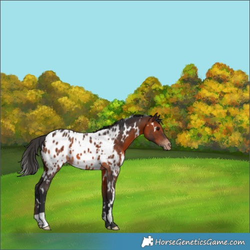 Horse Color:White Spotted Brown Appaloosa 