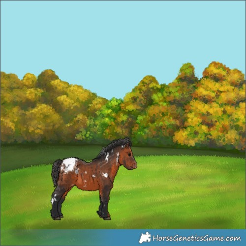 Horse Color:White Spotted Brown Appaloosa 