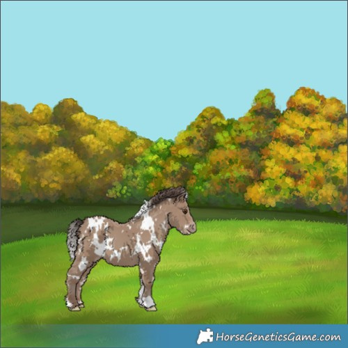 Horse Color:White Spotted Classic Champagne 