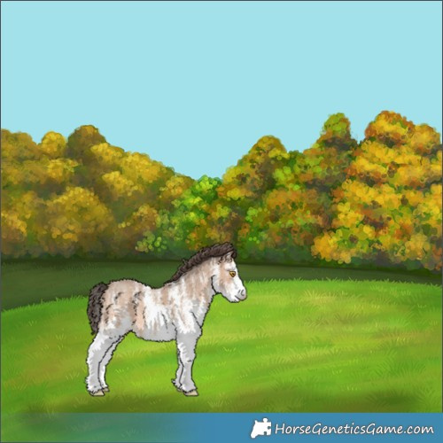 Horse Color:White Spotted Sable Champagne 