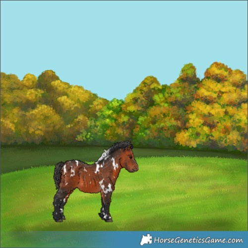 Horse Color:White Spotted Bay 