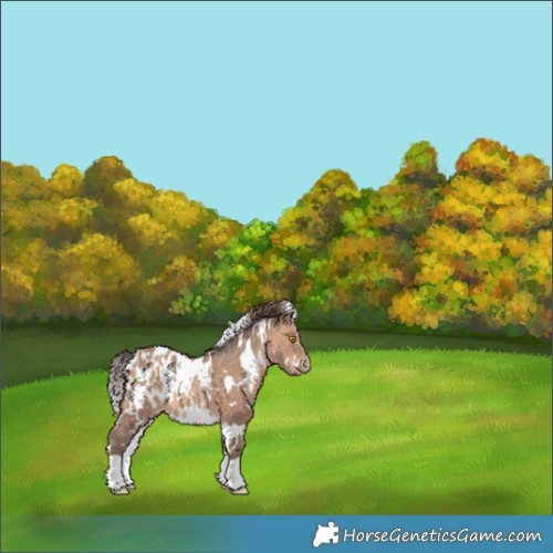 Horse Color:White Spotted Sable Champagne Appaloosa 