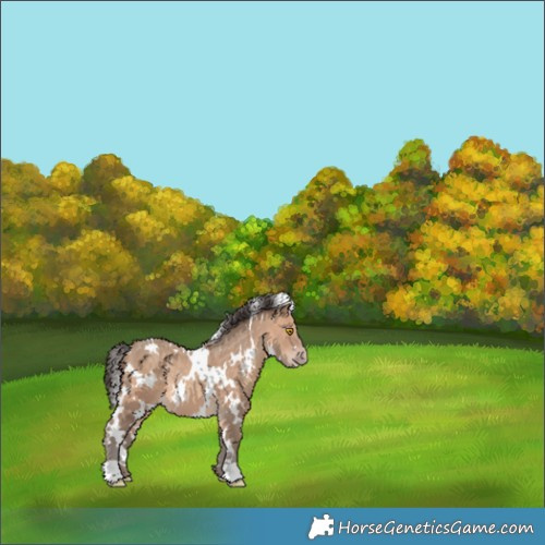 Horse Color:White Spotted Sable Champagne 