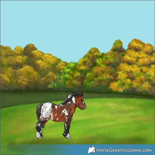 Horse Color:White Spotted Brown Appaloosa 