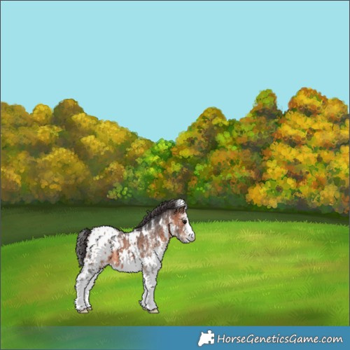 Horse Color:White Spotted Brown Appaloosa 