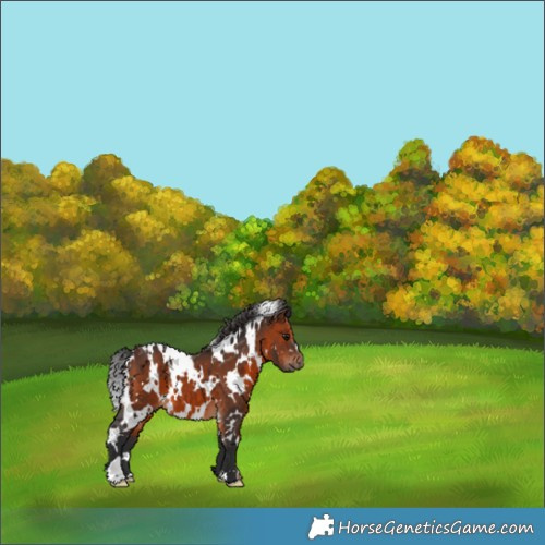 Horse Color:White Spotted Brown 