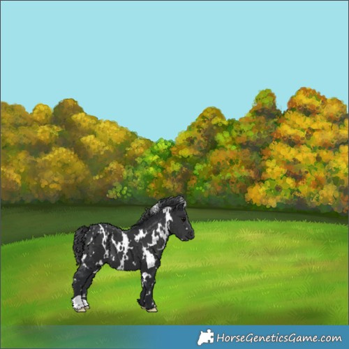 Horse Color:White Spotted Black 