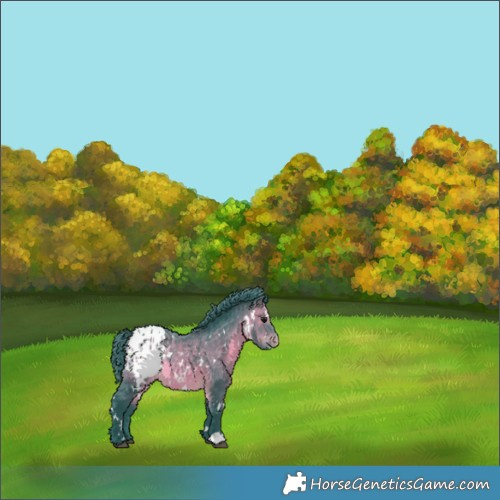 Horse Color:Watercolor White Spotted Brown Blanket 