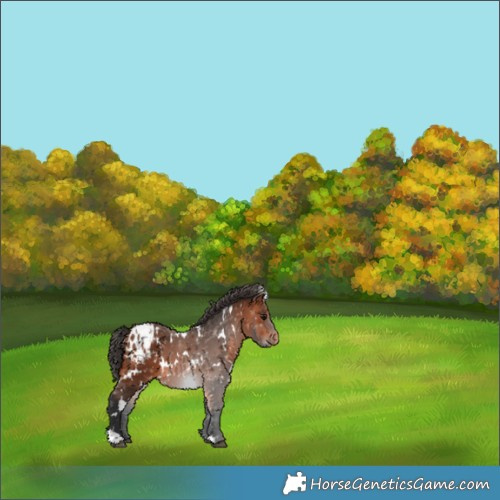 Horse Color:White Spotted Bay Blanket 