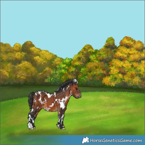 Horse Color:White Spotted Brown 