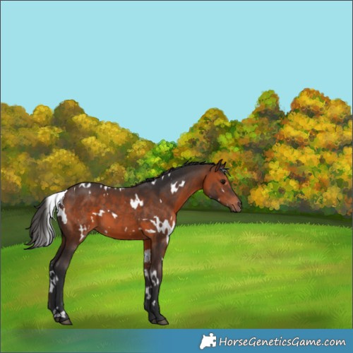 Horse Color:White Spotted Brown 