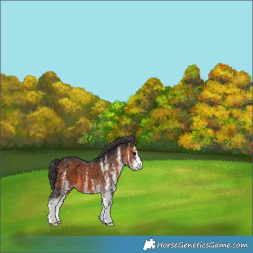 Horse Color:White Spotted Brown 