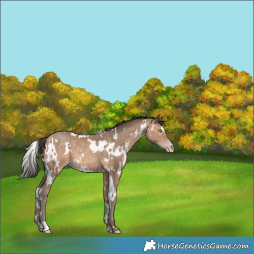 Horse Color:White Spotted Sable Champagne 