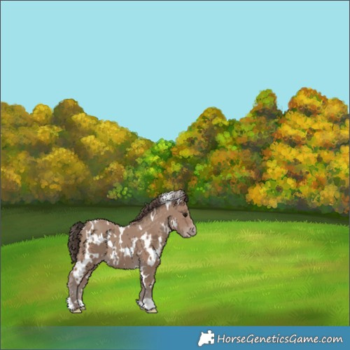 Horse Color:White Spotted Classic Champagne 