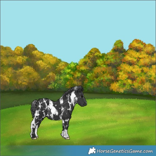 Horse Color:White Spotted Black 
