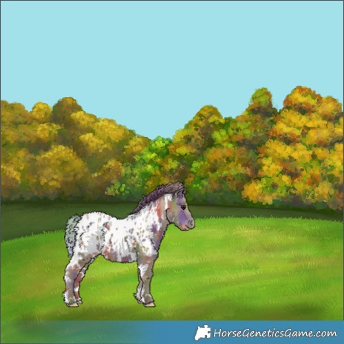 Horse Color:Nacre White Spotted Classic Champagne Appaloosa 