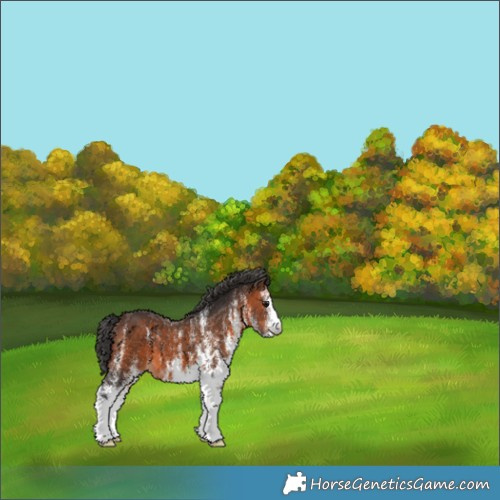 Horse Color:White Spotted Brown 