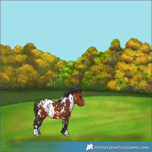 Horse Color:White Spotted Bay Appaloosa 