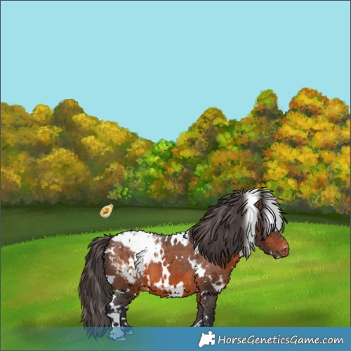 Horse Color:White Spotted Brown Appaloosa 