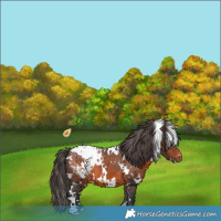 Horse Color:White Spotted Brown Appaloosa