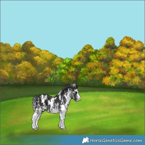 Horse Color:White Spotted Black 