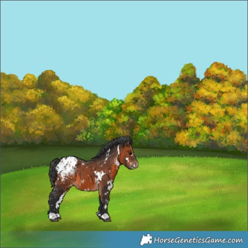 Horse Color:White Spotted Brown Appaloosa 