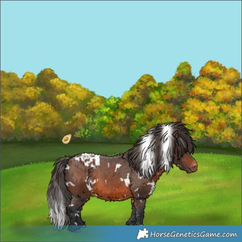 Horse Color:White Spotted Brown Appaloosa 