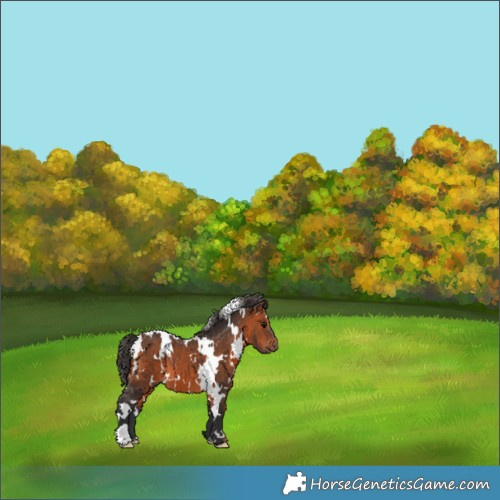 Horse Color:White Spotted Bay 