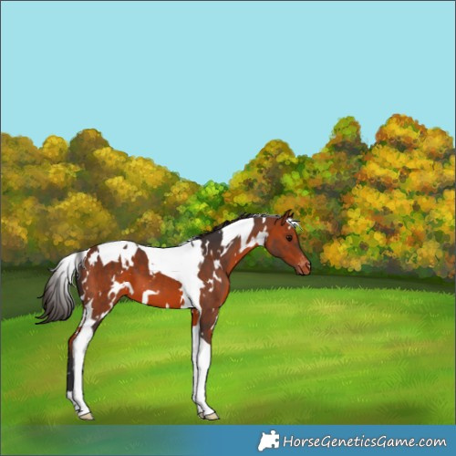 Horse Color:White Spotted Bay Tobiano Appaloosa 