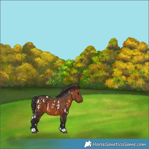 Horse Color:White Spotted Brown 