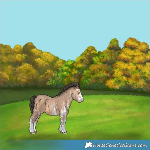 Horse Color:White Spotted Sable Champagne 