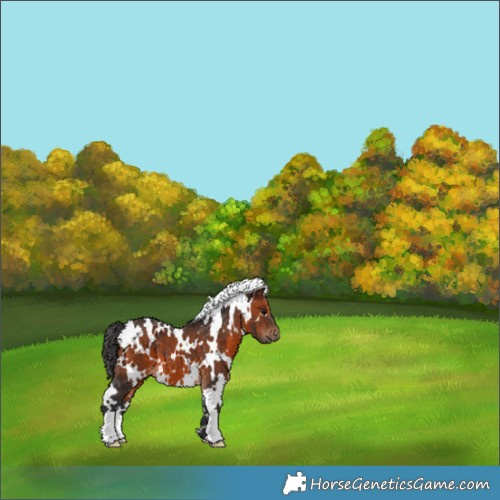 Horse Color:White Spotted Brown 