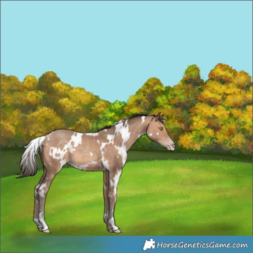Horse Color:White Spotted Amber Champagne 